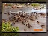 Craziest real Animals Fight Amazing Animal Attack Compilation HD 2016 Funny Animals #7