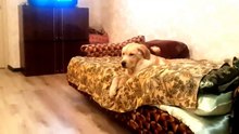 The laziest Labrador in the world