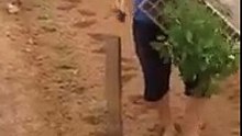 New Innovation in Planters