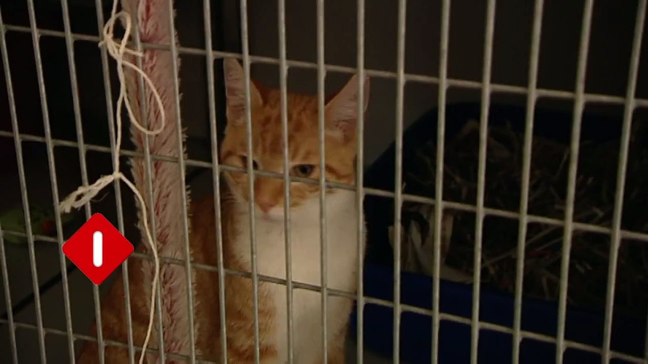 De Rijdende Rechter: Catfight - dinsdag 26 februari 2013 - promo - NCRV