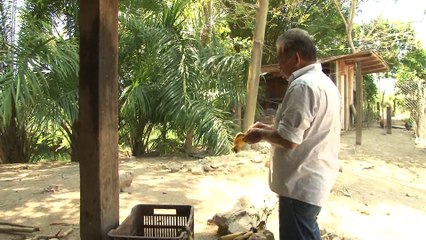 Iguanas en peligro de extincion