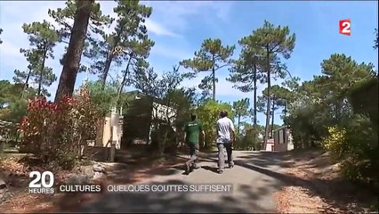 Culture : comment consommer moins d'eau