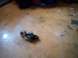 extraño insecto entra a mi casa