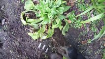 Gopro Gardening - Weeding a flower bed in winter
