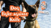 Dog fight bad man with knife