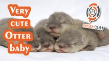 WOW very cute otter babies