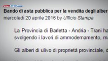 Appello del Vicepresidente del Parco dell'Alta Murgia: salviamo i 343 ulivi dell'Andria - Bisceglie