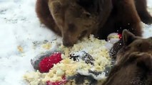 Torgauer Bären: Geschenke zum 25. Geburtstag