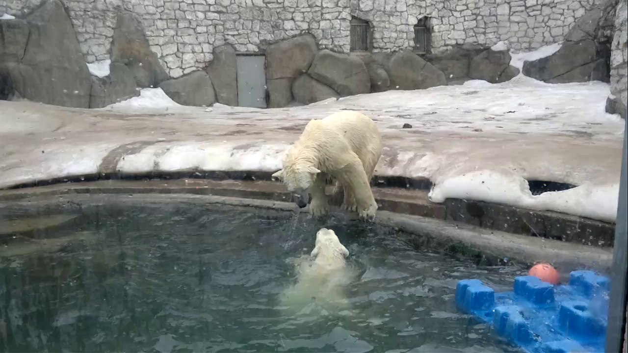 Polar Bears Play