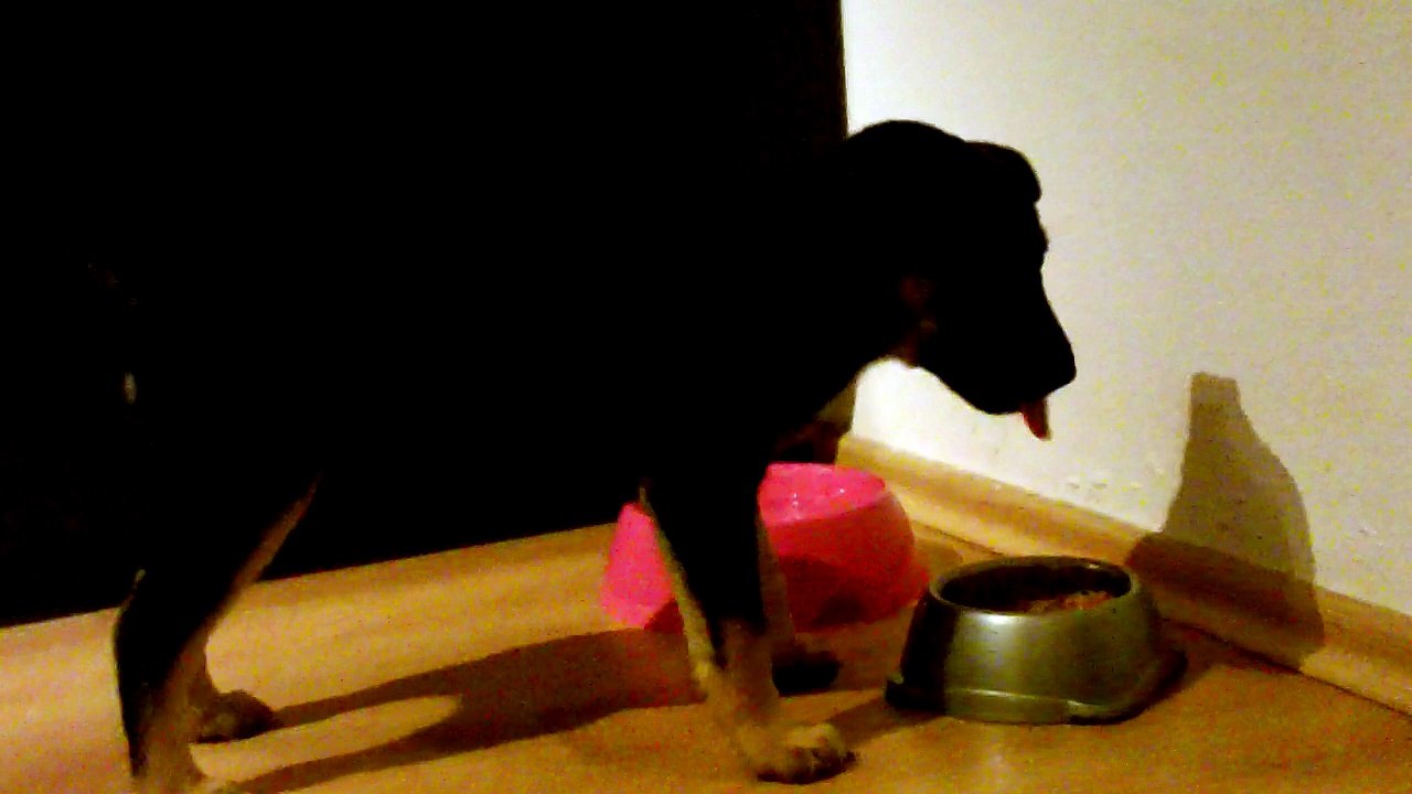 Dogzilla eating