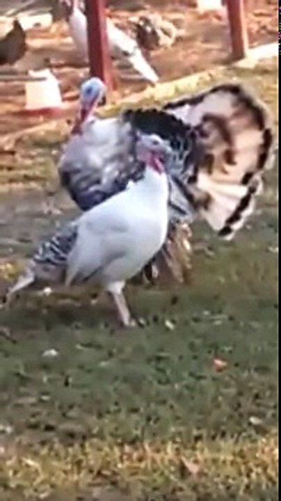 pavo y la pava