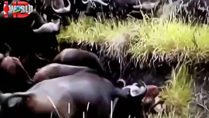 Mira la incansable batalla entre búfalos y leones