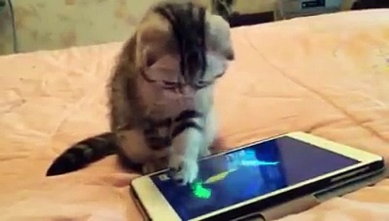 Sho Cute A cat and a fish