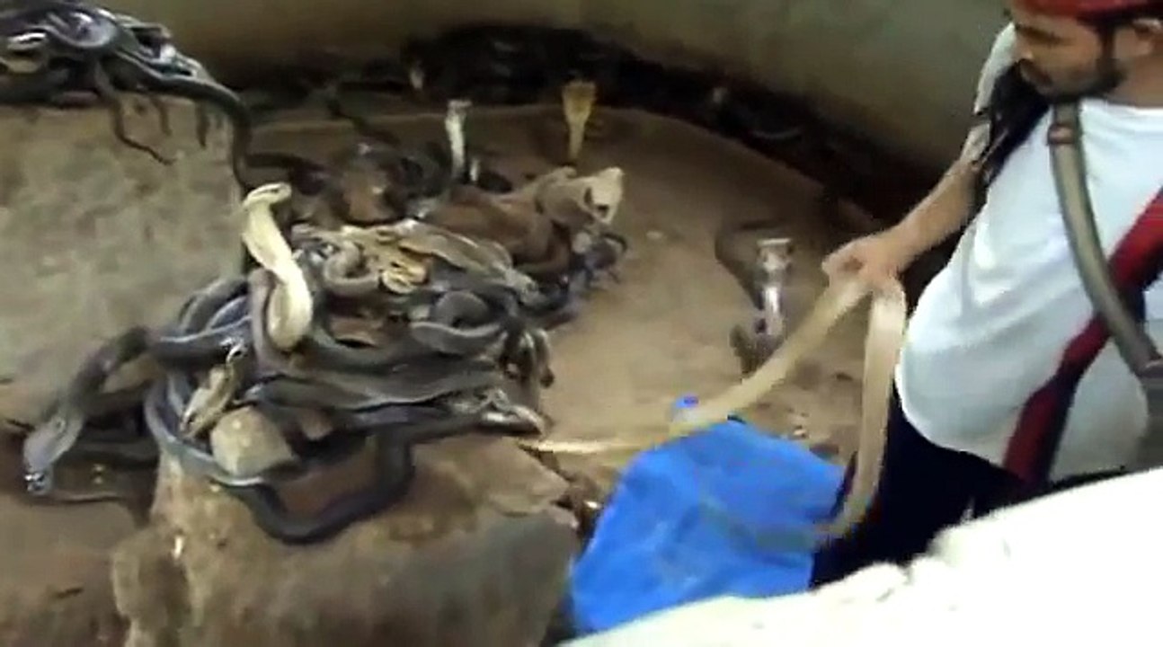 Dude Catches Cobras With His Bare Hands And Throws Them Like Toys!