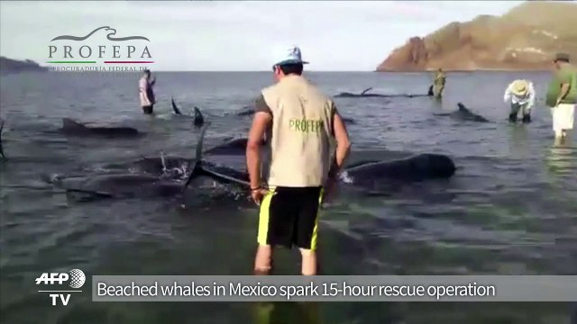 Beached whales in Mexico spark rescue operation