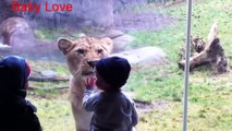 Animals Try To Attack Kids at the zoo - Funny Animals Videos