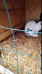 Lapin papillon et geant de Finlande