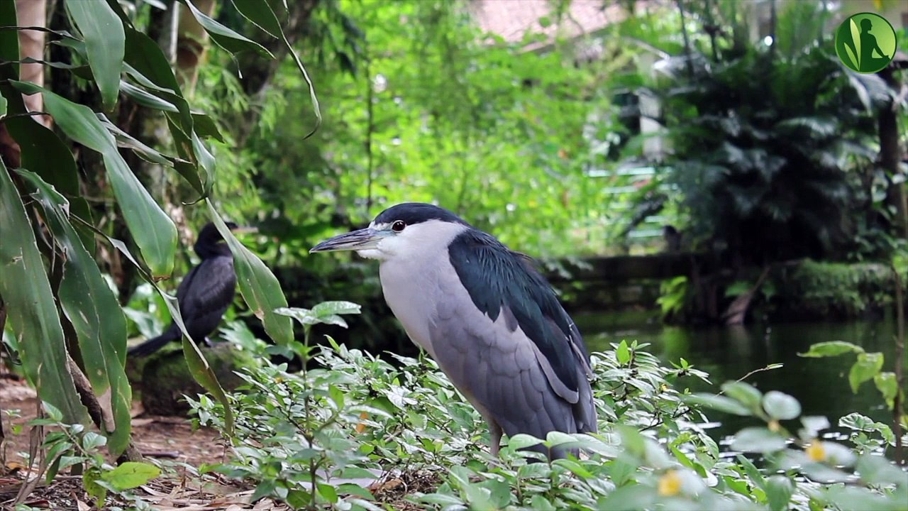 2 HORAS com Sons de Pássaros, Natureza e Água Corrente