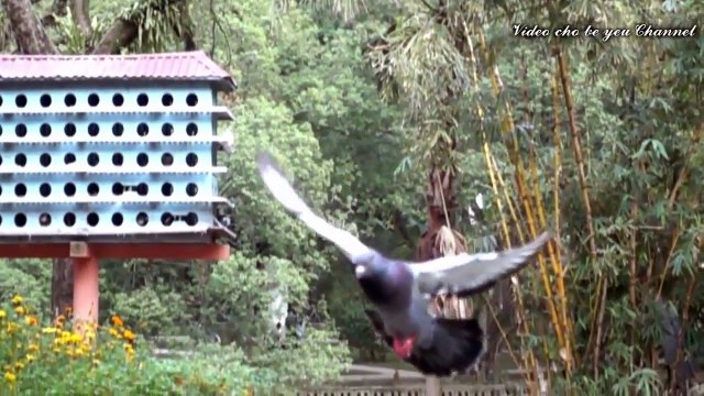 CHIM BỒ CÂU BAY - NHẠC THIẾU NHI CON CHIM NON REMIX SÔI ĐỘNG