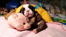 Have you ever seen anything as cute as this bulldog puppy sleeping with his stuffed toy pig