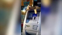 Cat guards ATM