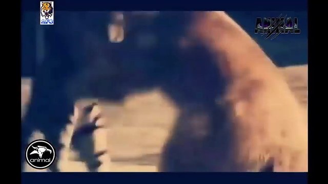 Tiger Fighting To Death Tiger Attacks Man,Dog,Bear,Lion Real Life Tiger Attack