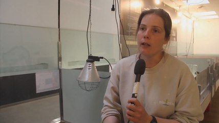 Le bien être animal au Parc des Oiseaux - Interview Laure Briolet