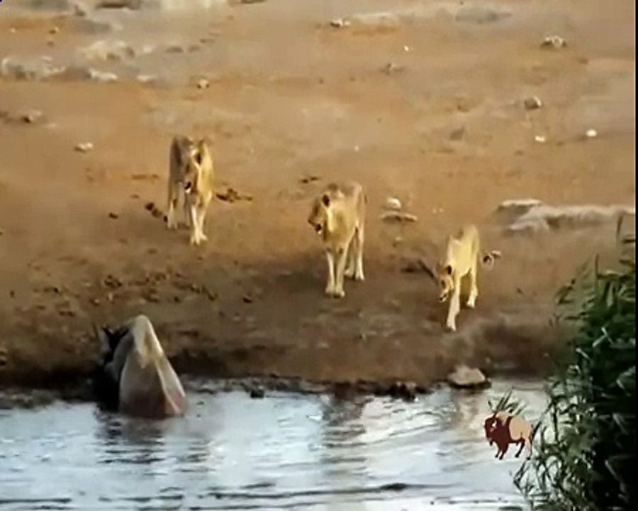 Biggest wild animal fights - CRAZIEST Animals Attack - lion vs Hyena, Elephant vs Lion, Eagle