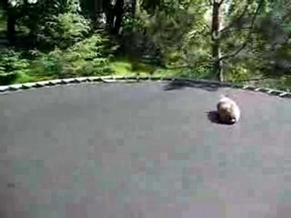 Lapin sur un trampoline
