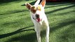 Kaylee (adopted 5/25/08) - AAWL & SPCA