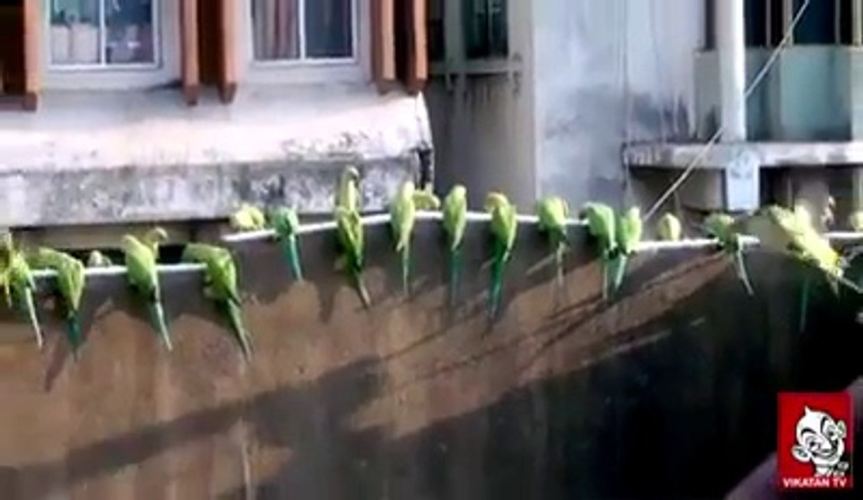 Parrot BRID AMAZING world's Videos