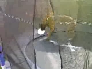 Chien joue ballon trampoline