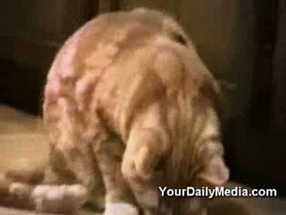 Can-cats-tal