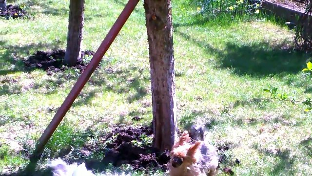 Хочу летать. Наши домашние питомцы. Смешные и забавные собаки. Funny dogs