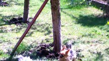 Хочу летать. Наши домашние питомцы. Смешные и забавные собаки. Funny dogs