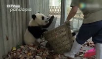 Deux jeunes pandas font tourner en bourrique leur gardienne