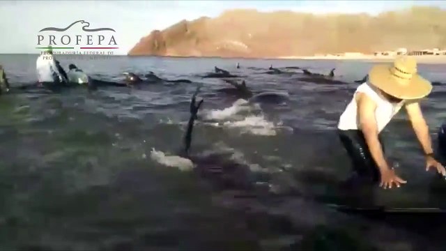 27 baleines échouées sur la plage (Mexique) - Des habitants tentent de les sauver