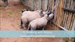 Ces bébés rhinocéros pleurent pour avoir plus de lait... tellement mignon