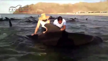 Mexique : sauvetage de baleines échouées sur une plage