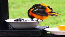 Baltimore Orioles in May Snow, If you start feeding, Keep Feeding