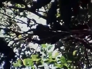 Gazelle indigenous in the Amazon jungle , monkeys and boar hunt