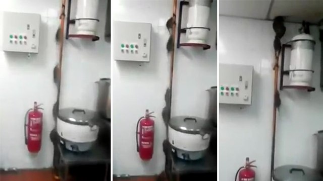 20 rats dans la cuisine d'un restaurant