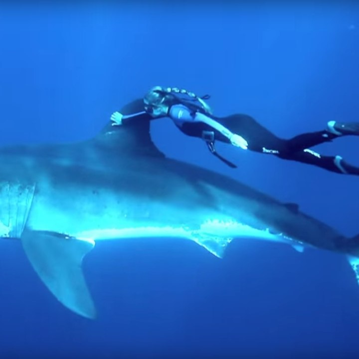 Swim with the sharks