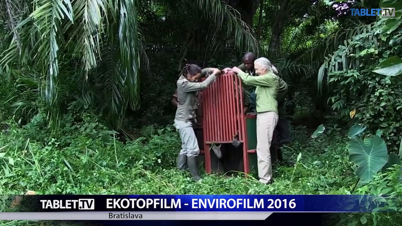 Laureátkou Honour of Ekotopfilm 2016 je svetoznáma primátologička Jane Goodall 