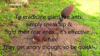 Ant made out of 12,000 matches burns in impressive chain reaction