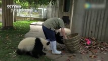 Deux jeunes pandas font tourner en bourrique leur gardienne