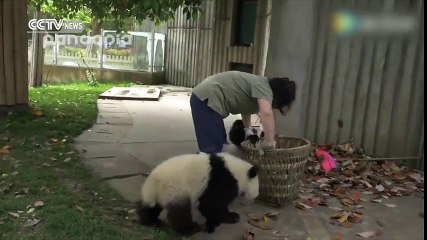 Ces deux bébés rendent la vie dure à cette femme