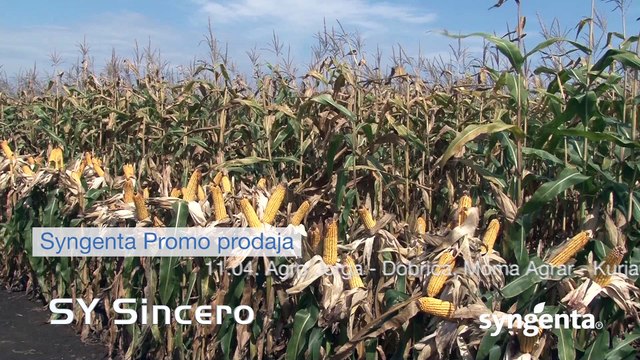 Syngenta hibridi kukuruza - SY Sincero 447