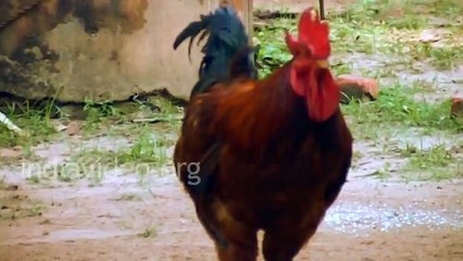 Amazing football player ever.