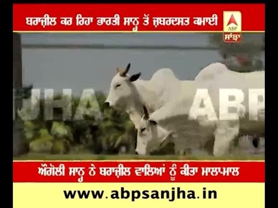 bull worth rupees 4 crore